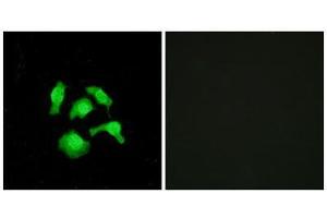 Immunofluorescence (IF) image for anti-TSC22 Domain Family, Member 1 (TSC22D1) (N-Term) antibody (ABIN1849646) (TSC22D1 抗体  (N-Term))