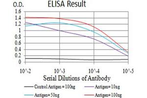 Fig. (beta 2 Adrenergic Receptor 抗体  (AA 302-413))