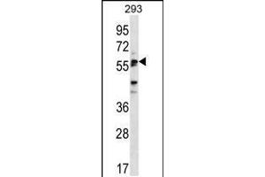 Western blot analysis in 293 cell line lysates (35ug/lane). (SIGLEC6 抗体  (C-Term))
