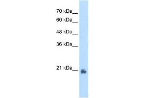METTL7A antibody used at 2.