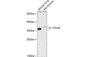 Western blot analysis of extracts of various cell lines using CTLA4 Polyclonal Antibody at dilution of 1:1000. (CTLA4 抗体)