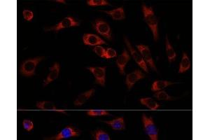 Immunofluorescence analysis of L929 cells using WNT10B Polyclonal Antibody at dilution of 1:100. (WNT10B 抗体)
