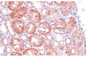 Immunohistochemistry of paraffin-embedded Rat kidney using SHMT1 Polyclonal Antibody at dilution of 1:100 (40x lens). (SHMT1 抗体)