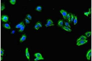 Immunofluorescence (IF) image for anti-Solute Carrier Family 7 (Amino Acid Transporter Light Chain, Y+L System), Member 7 (Slc7a7) (AA 325-382) antibody (ABIN7175933)