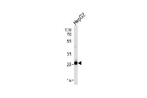 Western Blotting (WB) image for anti-Sirtuin 3 (SIRT3) (AA 250-279), (C-Term) antibody (ABIN390178)