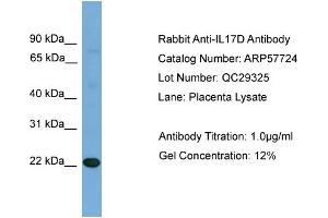 WB Suggested Anti-IL17D  Antibody Titration: 0. (IL17D 抗体  (N-Term))