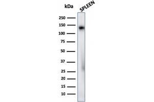 Western Blot Analysis of human Spleen tissue lysate using CD68 Rabbit Recombinant Monoclonal Antibody (C68/2908R). (Recombinant CD68 抗体)