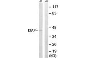 Western Blotting (WB) image for anti-Complement Decay-Accelerating Factor (CD55) (AA 101-150) antibody (ABIN2890234) (CD55 抗体  (AA 101-150))
