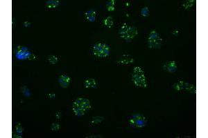Immunofluorescence (IF) image for anti-Induced Myeloid Leukemia Cell Differentiation Protein Mcl-1 (MCL1) antibody (ABIN1499344) (MCL-1 抗体)