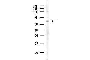 anti-Hypocretin (Orexin) Receptor 2 (HCRTR2) (N-Term) antibody