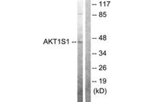 Western blot analysis of extracts from 293 cells, using Akt1 S1 (Ab-246) Antibody. (PRAS40 抗体  (AA 207-256))