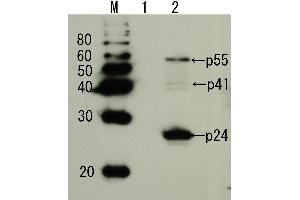Western Blotting (WB) image for anti-Human Immunodeficiency Virus 1 Capsid (HIV-1 p24) (full length) antibody (ABIN2452021) (HIV-1 p24 抗体  (full length))