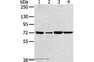 Western blot analysis of NIH/3T3, A549, 293T and hela cell, using SNX2 Polyclonal Antibody at dilution of 1:300 (Sorting Nexin 2 抗体)