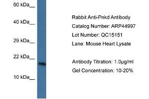 WB Suggested Anti-Pnkd Antibody   Titration: 1. (PNKD 抗体  (N-Term))