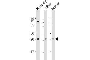 SIRT3 抗体  (C-Term)