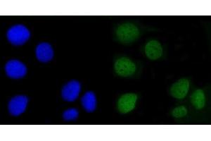 IF analysis of Angiomotin/AMOT using anti-Angiomotin/AMOT antibody (ABIN7599826). (Angiomotin 抗体  (AA 12-622))