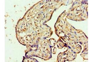 Immunohistochemistry of paraffin-embedded human placenta tissue using ABIN7160642 at dilution of 1:100 (MTMR14 抗体  (AA 1-280))