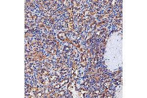IHC analysis of SERAC1 using anti-SERAC1 antibody (ABIN7602709).