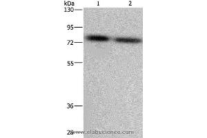 Western blot analysis of LoVo and Hela cell, using PABPC1 Polyclonal Antibody at dilution of 1:500 (PABP 抗体)