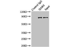 Immunoprecipitating QARS in Hela whole cell lysate Lane 1: Rabbit control IgG instead of (1 μg) instead of ABIN7154026 in Hela whole cell lysate. (QARS 抗体  (AA 1-250))