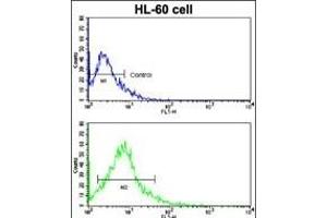 Flow cytometric analysis of HL-60 cells using ACE2 (SARS Receptor) Antibody (Center)(bottom histogram) compared to a negative control cell (top histogram). (ACE2 抗体  (AA 140-172))