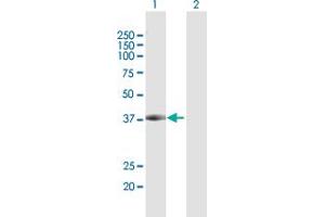 Western Blot analysis of DCPS expression in transfected 293T cell line by DCPS MaxPab polyclonal antibody. (DCPS 抗体  (AA 1-337))