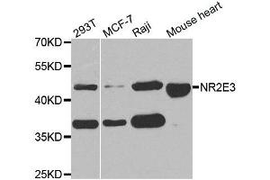 Western Blotting (WB) image for anti-Nuclear Receptor Subfamily 2, Group E, Member 3 (NR2E3) antibody (ABIN1882361) (NR2E3 抗体)