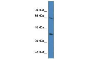 Western Blot showing Prr16 antibody used at a concentration of 1. (PRR16 抗体  (N-Term))