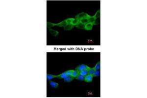 Immunofluorescence (IF) image for anti-Inhibitor of kappa Light Polypeptide Gene Enhancer in B-Cells, Kinase beta (IKBKB) (C-Term) antibody (ABIN2856162)