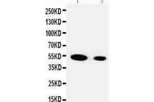 Lane 2: Recombinant Human FSTL3 Protein 5ng (FSTL3 抗体  (Middle Region))
