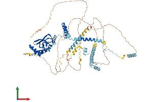 AlphaFold protein structure predicition of Mouse Recombinant Rtf1 Protein, UniprotID A2AQ19