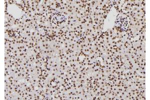 ABIN6276776 at 1/100 staining Mouse kidney tissue by IHC-P. (XPA 抗体  (Internal Region))