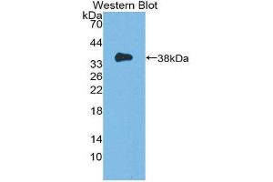 Western Blotting (WB) image for anti-Induced Myeloid Leukemia Cell Differentiation Protein Mcl-1 (MCL1) (AA 6-328) antibody (ABIN1869117) (MCL-1 抗体  (AA 6-328))