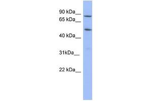 WB Suggested Anti-TRIM10 Antibody Titration:  0. (TRIM10 抗体  (N-Term))