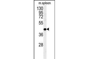 PGD Antibody (Center) (ABIN651639 and ABIN2840342) western blot analysis in mouse spleen tissue lysates (35 μg/lane). (PGD 抗体  (AA 236-265))