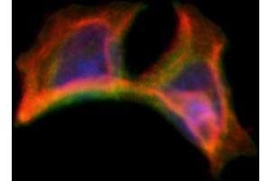 ABIN6263302 and ABIN6266595 staining Hela by IF/ICC. (Matrix Metallopeptidase 23 (MMP23) (C-Term) 抗体)
