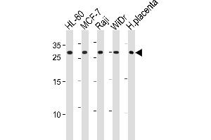 CLIC1 Antibody (Center) (ABIN1881210 and ABIN2843618) western blot analysis in HL-60,MCF-7,Raji,WiDr cell line and human placenta tissue lysates (35 μg/lane). (CLIC1 抗体  (AA 136-166))