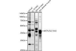 Western blot analysis of extracts of various cell lines, using MCT4/SLC16 antibody (ABIN6129472, ABIN6147859, ABIN6147860 and ABIN6214836) at 1:1000 dilution. (SLC16A3 抗体  (AA 371-465))
