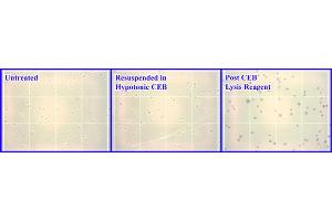 HEK293 Cell Fractionation. (Nuclear/Cytosolic Fractionation Kit)