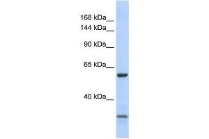 Western Blotting (WB) image for anti-Zinc Finger Protein 777 (ZNF777) antibody (ABIN2458368) (ZNF777 抗体)