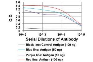 ELISA analysis of ROR2 monoclonal antibody, clone 6F2D10  at 1:10000 dilution. (ROR2 抗体  (AA 59-155))