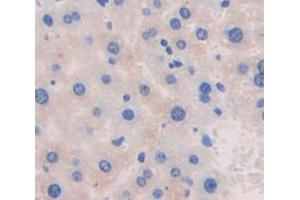 Figure. (Ceruloplasmin 抗体  (AA 729-1061))