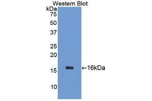 Detection of Recombinant SCT, Mouse using Polyclonal Antibody to Secretin (SCT) (Secretin 抗体  (AA 26-133))
