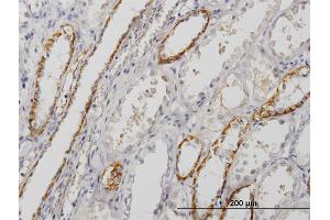 Immunoperoxidase of monoclonal antibody to PALM on formalin-fixed paraffin-embedded human kidney. (Paralemmin 抗体  (AA 176-284))