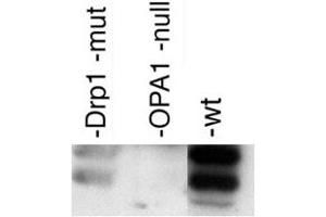 Western blot analysis of OPA1 in post-nuclear extracts of mouse embryonic fibroblasts with OPA1 polyclonal antibody . (OPA1 抗体  (AA 500-600))