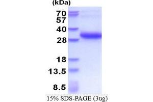 SDS-PAGE (SDS) image for Melanoregulin (MREG) (AA 1-214) protein (His tag) (ABIN5853574) (MREG Protein (AA 1-214) (His tag))