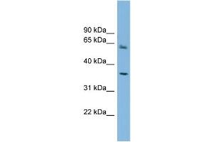WB Suggested Anti-PEX26  Antibody Titration: 0. (PEX26 抗体  (Middle Region))