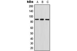 Western blot analysis of RGL1 expression in HEK293T (A), NIH3T3 (B), PC12 (C) whole cell lysates. (RGL1 抗体  (Center))