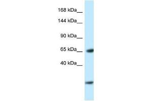 Western Blot showing Ebf3 antibody used at a concentration of 1. (EBF3 抗体  (N-Term))