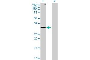 Western Blot analysis of TNFSF10 expression in transfected 293T cell line by TNFSF10 MaxPab polyclonal antibody. (TRAIL 抗体  (AA 1-300))